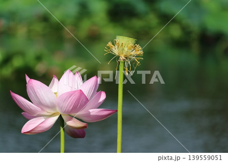 蓮の花 蓮の花 139559051