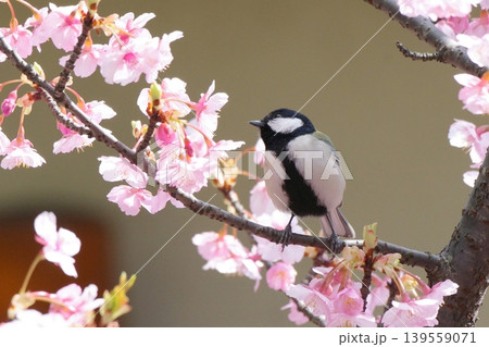 河津桜の枝にとまるシジュウカラ 139559071