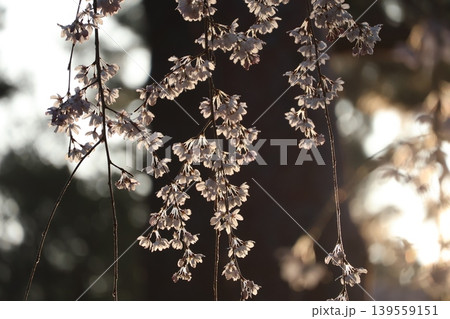 朝陽を受けて透けて光る枝垂れ桜の桜の花びらの風景 139559151