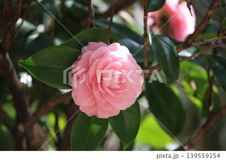 緑の葉とピンクの花びらの淡乙女という椿の花のアップの風景 緑の葉とピンクの花びらの淡乙女という椿の花のアップの風景 139559154