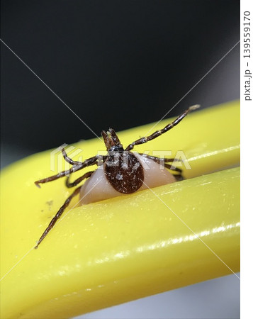 Engorged tick ixodes ricinus held by removal tool Engorged tick ixodes ricinus held by removal tool 139559170