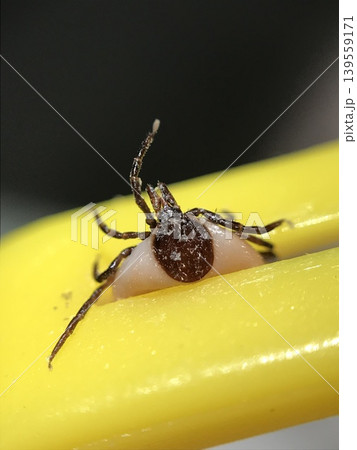 Engorged tick ixodes ricinus held by removal tool 139559171