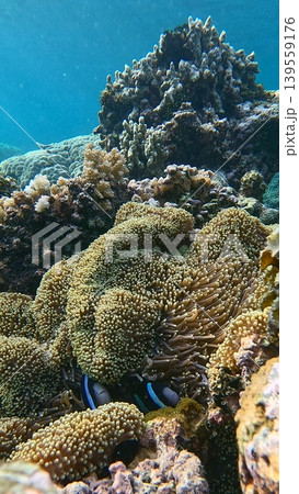A pair of melanistic Clarks anemonefish peek out from a haddoni carpet anemone amidst diverse coral reef life in a stunning underwater scene in Dauin, Philippines 139559176