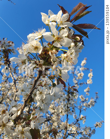 Branch of blooming cherry tree with white flowers against a bright blue sky. Spring flowering garden Branch of blooming cherry tree with white flowers against a bright blue sky. Spring flowering garden 139559184