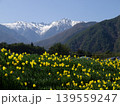 2026年4月　駒ヶ根市、中央アルプスと水仙 139559247