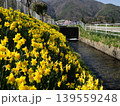 2026年4月　駒ヶ根市、水仙 139559248