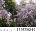 2026年4月　駒ヶ根市　光前寺の枝垂れ桜 139559249