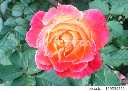 蜂ヶ峰の薔薇 蜂ヶ峰の薔薇 139559261