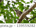 枝にとまるムクドリ 139559282