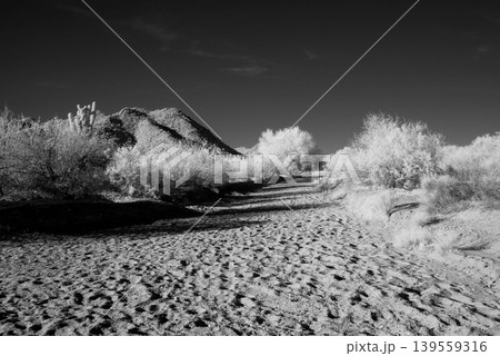 Arizona Desert Arroyo 139559316