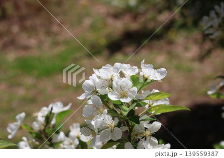白い花びらの満開のミカイドウの花の咲く枝のアップの風景 白い花びらの満開のミカイドウの花の咲く枝のアップの風景 139559387