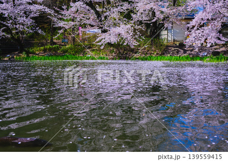 【臥竜公園】水面に浮かぶサクラの花びら【竜ヶ池】 【臥竜公園】水面に浮かぶサクラの花びら【竜ヶ池】 139559415
