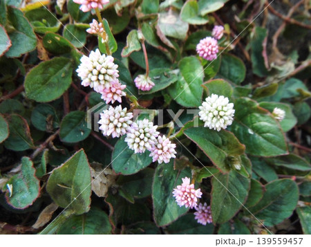 薄ピンク色のヒメツルソバの花 139559457