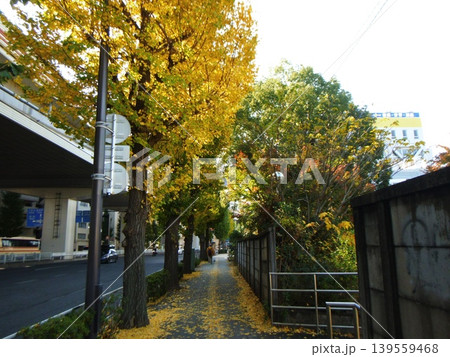 イチョウ並木の並ぶ高速道路沿いの歩道 イチョウ並木の並ぶ高速道路沿いの歩道 139559468