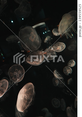 暗闇に幻想的に浮かぶクラゲの群れ 暗闇に幻想的に浮かぶクラゲの群れ 139559525