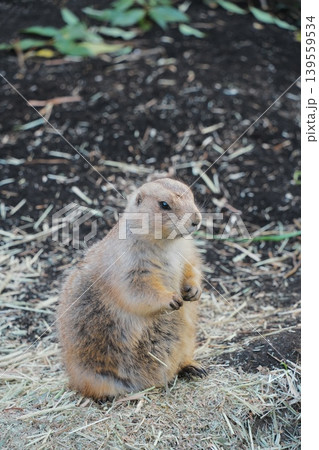 動物園でたたずむプレーリードックの姿 動物園でたたずむプレーリードックの姿 139559534