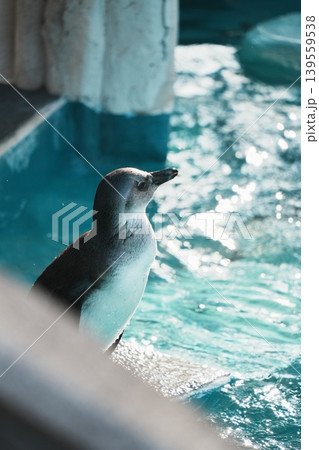 動物園でたたずむペンギンの後ろ姿 動物園でたたずむペンギンの後ろ姿 139559538