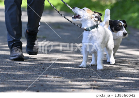 2匹の愛犬とお散歩 ジャックラッセルテリア 多頭飼い 2匹の愛犬とお散歩 ジャックラッセルテリア 多頭飼い 139560042
