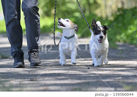 2匹の愛犬とお散歩 ジャックラッセルテリア 多頭飼い 2匹の愛犬とお散歩 ジャックラッセルテリア 多頭飼い 139560044