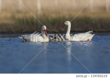 Coscoroba swans in lagoon envirinment, La Pampa 139560229