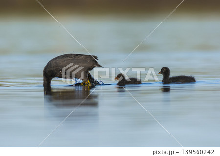 White winged coot, La Pampa province, Patagonia, Argentina. White winged coot, La Pampa province, Patagonia, Argentina. 139560242
