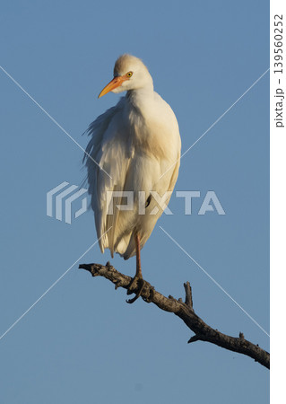 Cattle Egret, Bubulcus ibis, perched, La Pampa Province, Patagonia, Argentina Cattle Egret, Bubulcus ibis, perched, La Pampa Province, Patagonia, Argentina 139560252