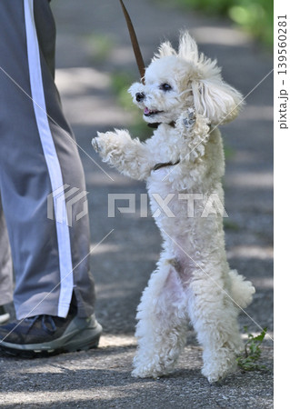 後ろ足で立つ愛犬の可愛いポーズ トイプードル 後ろ足で立つ愛犬の可愛いポーズ トイプードル 139560281