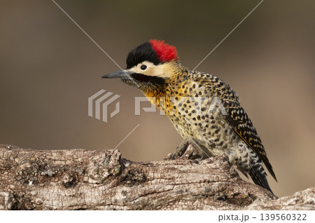 Green barred Woodpecker in forest environment,  La Pampa province, Patagonia, Argentina. 139560322