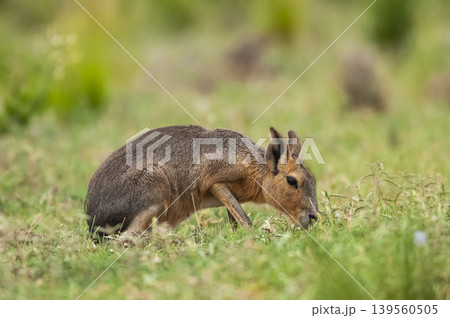 Patagonian Cavi.Peninsula de Valdes Patagonian Cavi.Peninsula de Valdes 139560505