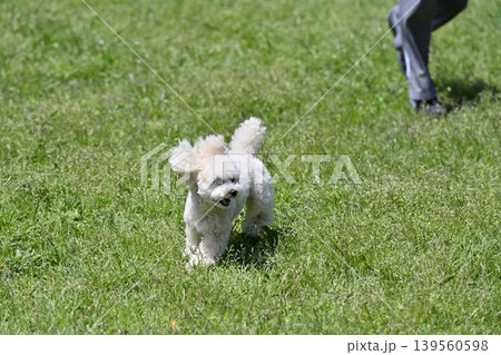 飼い主と遊ぶ元気なトイプードル 飼い主と遊ぶ元気なトイプードル 139560598