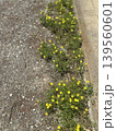 道に咲く黄色い花　小花　名もなき花　道路　道端　春 139560601
