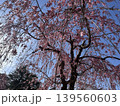 青空に映える枝垂れ桜　日本　公園　春 139560603