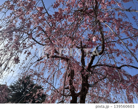 青空に映える枝垂れ桜　日本　公園　春 139560603