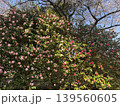 春の青空に映える満開の山茶花　公園　日本 139560605