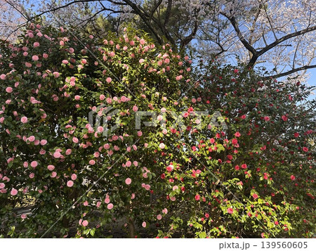 春の青空に映える満開の山茶花　公園　日本 139560605
