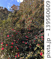 春の日差しに映える椿の花と杉林 139560609