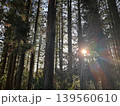 森の中に差し込む太陽　日本 139560610