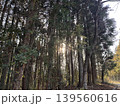杉林に差し込む太陽　日本 139560616