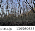 林の中にある風景　冬　秋　日本 139560628