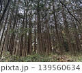 手入れされた杉林　日本 139560634