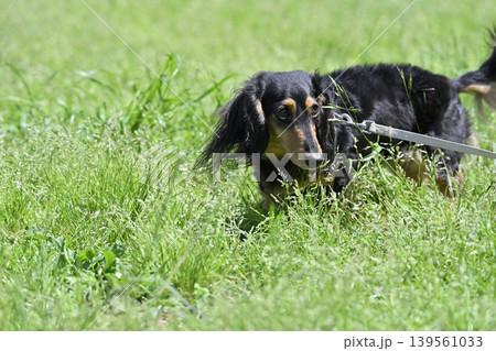 お散歩するカニンヘンダックス 139561033