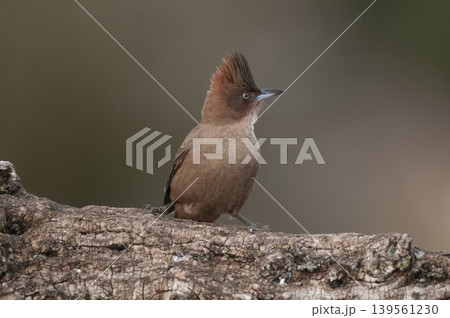 Brown cacholote , in Pampas forest environment, La Pampa province, Patagonia , Argentina 139561230