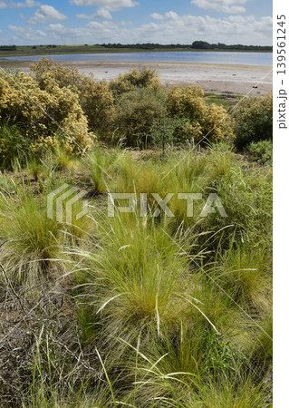 Grassland Pampas landscape,  La Pampa province, Patagonia, Argentina. 139561245