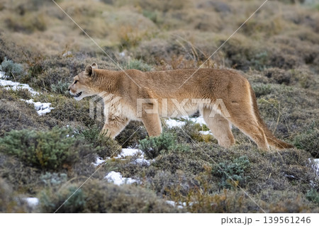 Puma walking in mountain environment, Torres del Paine National Park, Patagonia, Chile. 139561246