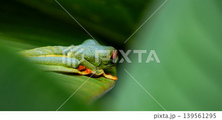 Red-eyed Tree Frog on a Leaf in Costa Rica Rain Forest Panorama Red-eyed Tree Frog on a Leaf in Costa Rica Rain Forest Panorama 139561295