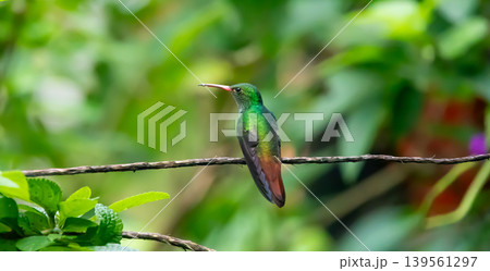 Hummingbird Sitting on a Vine in Costa Rica Rain Forest Hummingbird Sitting on a Vine in Costa Rica Rain Forest 139561297