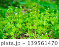 春の森に咲くクルマバソウの白い小さな花と新緑の群生 139561470