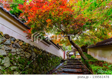 京都・勝持寺(花の寺) 白壁の塀と鮮やかに色づく紅葉が美しい南門前の風景 京都・勝持寺(花の寺) 白壁の塀と鮮やかに色づく紅葉が美しい南門前の風景 139561478