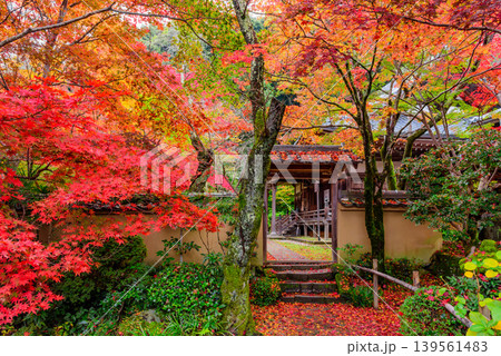 京都・勝持寺（花の寺） 瓦屋根に積もる紅葉と中門から望む阿弥陀堂の晩秋風景 139561483