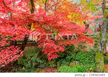 京都・勝持寺(花の寺) 鮮やかな紅葉に彩られた静寂な境内の日本庭園 京都・勝持寺(花の寺) 鮮やかな紅葉に彩られた静寂な境内の日本庭園 139561485